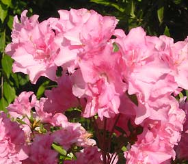 R. 'Mrs L.C. Fischer'