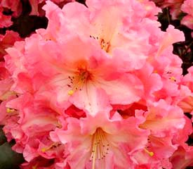 R. 'Naselle'