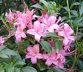 R. 'Parade'