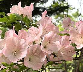 R. 'Pocono Pink'