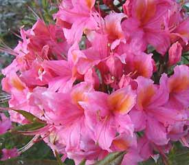 R. 'Pucella or Fanny'